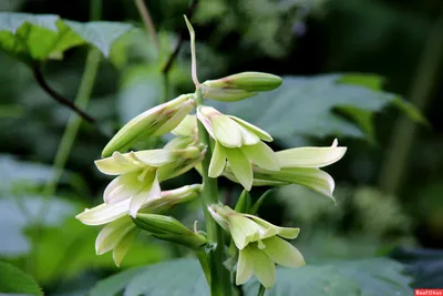 Лилия Глена (Cardiocrinum cordatum) - PictureThis