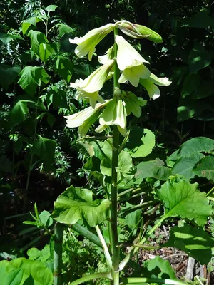 Cardiocrinum cordatum | Кардиокринум Глена, Лилия Глена | Flickr