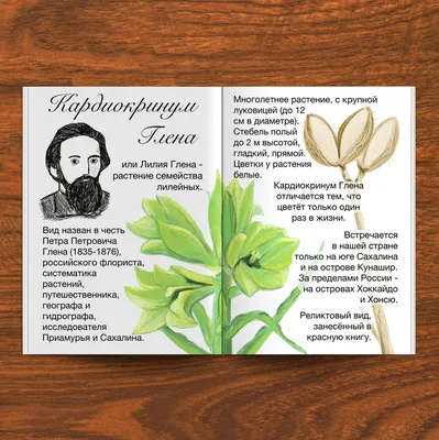 Лилия Глена- Кардиокринум Глена (Cardiocrinum glehnii) редкий цветок -  YouTube