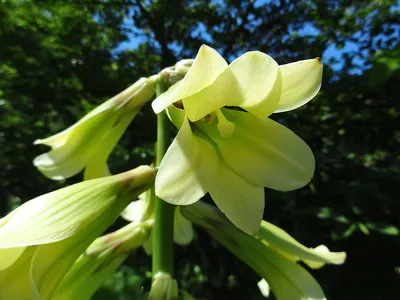 Cardiocrinum cordatum - Изображение особи - Плантариум