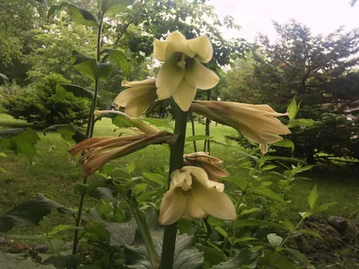 Cardiocrinum cordatum | Кардиокринум Глена, Лилия Глена | Flickr