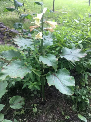 Лилия Глена (Cardiocrinum cordatum) - PictureThis