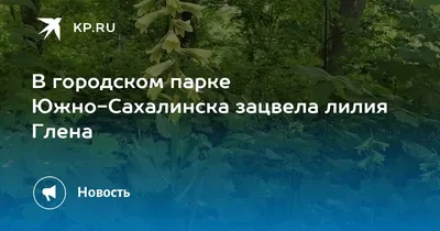 Лилия Глена Сахалинской Области Фото – Telegraph