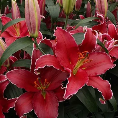 Photo of the bloom of Lily (Lilium 'Indiana') posted by magnolialover -  Garden.org