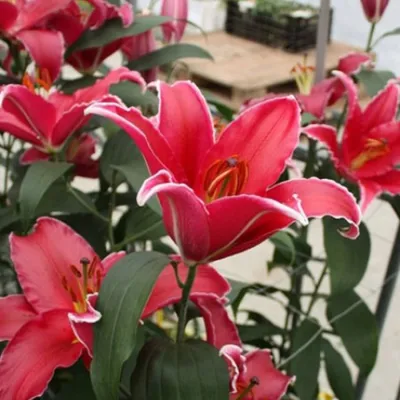 Indiana® (Oriental) - Lily - Van den Bos Flowerbulbs