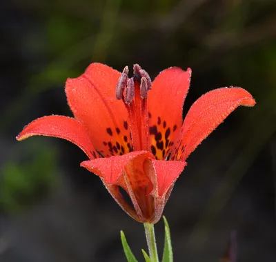 File:Liliales - Lilium orientale 1.jpg - Wikimedia Commons