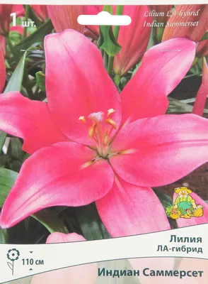 Lilium Genus | focusonflowers - Indiana Public Media