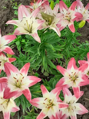 Prairie Lily -- Lilium philadelphicum | This plant is known … | Flickr