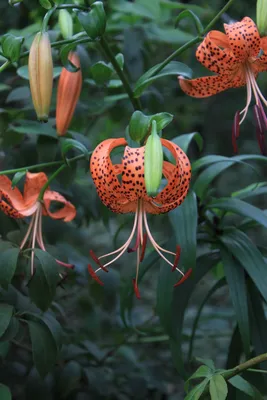 Lilium michiganense (Michigan Lily) -- Liliaceae | Indiana D… | Flickr