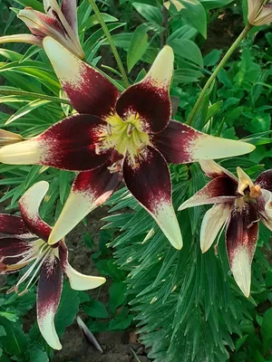 Lilium philadelphicum (WOOD LILY) | Special Vegetation