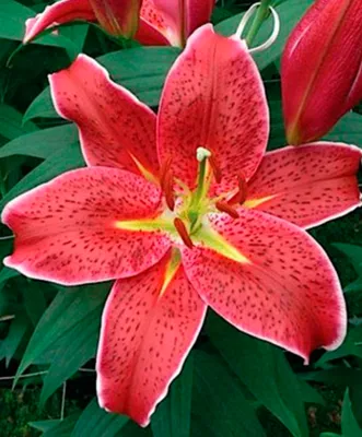 Lily (Lilium 'Indiana') in the Lilies Database - Garden.org