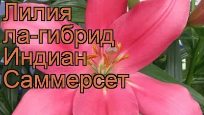 Луковица \"Лилия\", Петрофлора, 1 шт., в ассортименте - купить в  интернет-магазине Fix Price в г. Москва