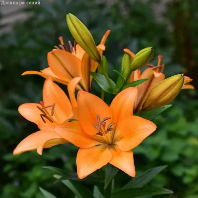 Lilium philadelphicum (WOOD LILY) | Special Vegetation