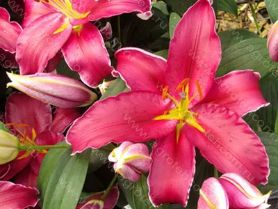 Photo of the bloom of Lily (Lilium 'Indiana') posted by Joy - Garden.org