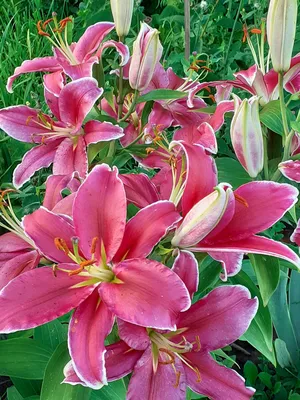 Lilium canadense var. rubrum # 3r.12 *1x – Lilium Division IX Shop