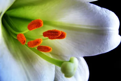 Lilium philadelphicum (WOOD LILY) | Special Vegetation