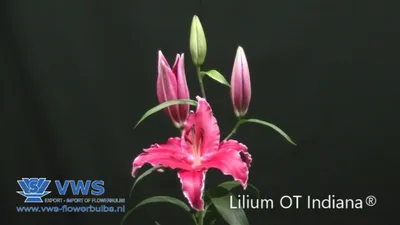 Photo of the bloom of Lily (Lilium 'Le Reve') posted by TBGDN - Garden.org