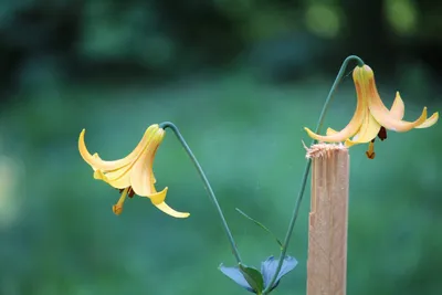 Lilium philadelphicum (WOOD LILY) | Special Vegetation