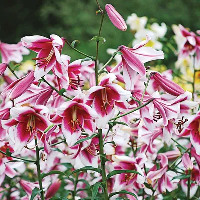 Easter Lily | focusonflowers - Indiana Public Media