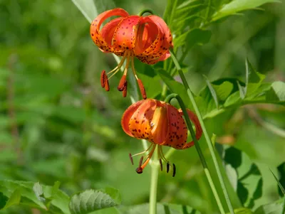Canada Lily – The Native Plant Gardener