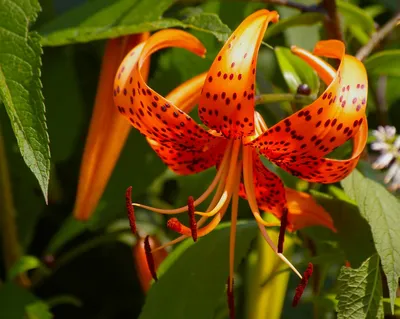 Lilium 'Silk Road' | White Flower Farm