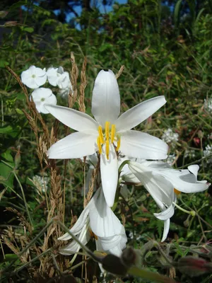 Photo of the bloom of Lily (Lilium 'Casa Rosa') posted by TBGDN - Garden.org