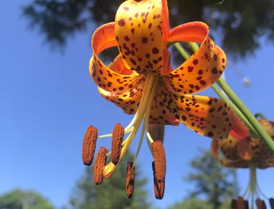 Wild yellow tiger lilies in garden. Lilium lancifolium as wallpaper or  background Stock Photo - Alamy