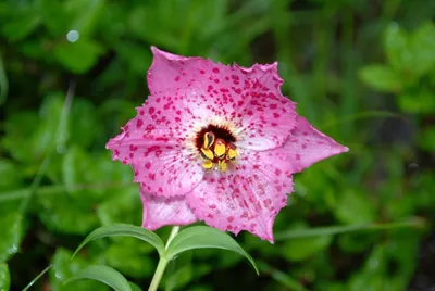 Michigan Lily (Lilium michiganense) | Indiana Dunes State Pa… | Flickr