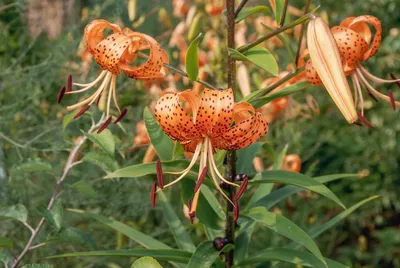 Michigan Lily (Lilium michiganense) | Special Vegetation