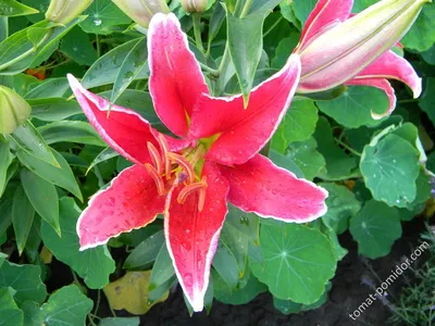 Orange lily flowers in nature. Charming blooming tender lily flower -  summer background for advertising and isolating. Flower of a Fire Lily  Lilium bu Stock Photo - Alamy