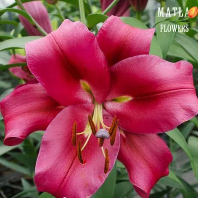 Photo of the bloom of Lily (Lilium 'Carbonero') posted by DaylilySLP -  Garden.org
