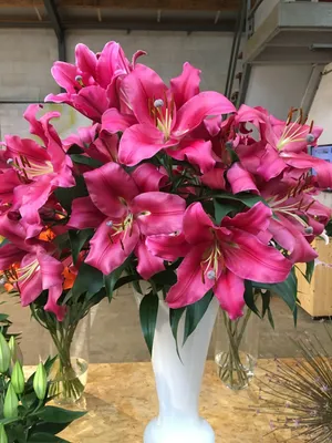 Carbonero® (O.T.) - Lily - Van den Bos Flowerbulbs