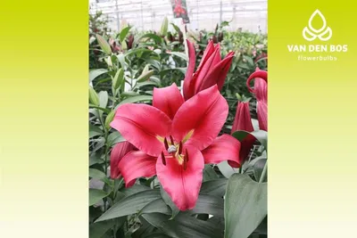 Photo of the bloom of Lily (Lilium 'Carbonero') posted by Legalily -  Garden.org