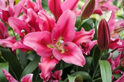 Lilium 'Carbonero', Lily 'Carbonero' (Other) in GardenTags plant  encyclopedia