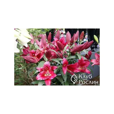 Купить Лилия Карбонеро