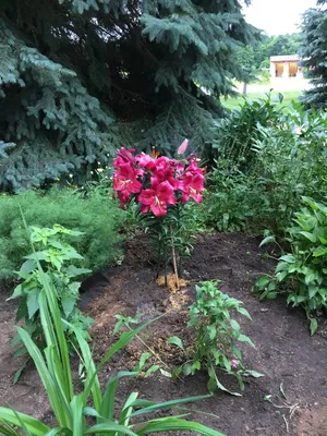 Carbonero® (O.T.) - Lily - Van den Bos Flowerbulbs