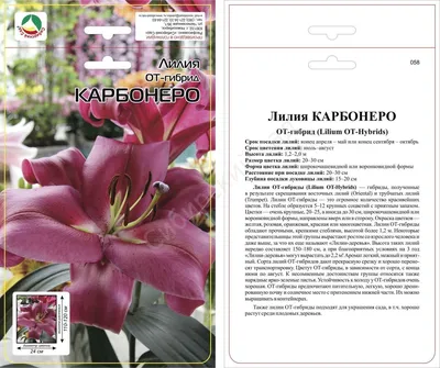 Lilium 'Carbonero' | BBC Gardeners World Magazine