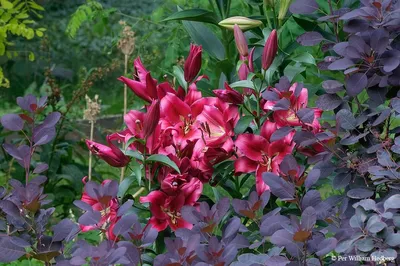 Photo of the stamens, filaments and pistils of Lily (Lilium 'Carbonero')  posted by Legalily - Garden.org