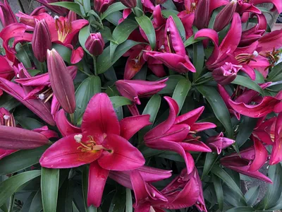 Home and Gardening With Liz: July 2019