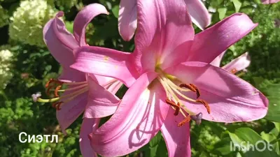 Lilium 'Carbonero', Lily 'Carbonero' (Other) - uploaded by @charlie83