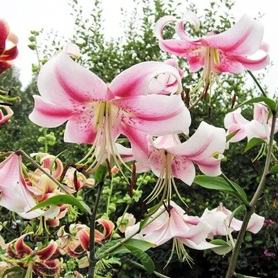 Plant database entry for Lily (Lilium 'Carbonero') with 12 images and 23  data details. | Plants, Lilium, Daylily garden