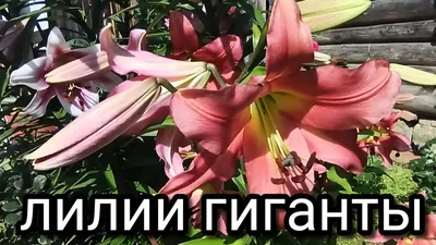 Лилия Карбонеро - фото и описание сорта в каталоге