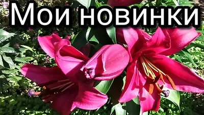 Мое лилейное царство-государство: для глаз услада, для души награда.  Цветочное изобилие | Цветуния | Дзен
