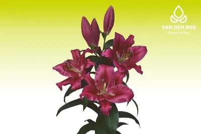 Lilium 'Carbonero®' | Oriental Trumpet Lily | Ebert's Greenhouse