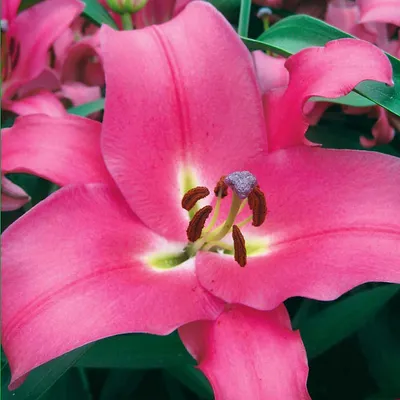 Red Trumpet Tulip | Day lilies, Lily flower, Flower pictures