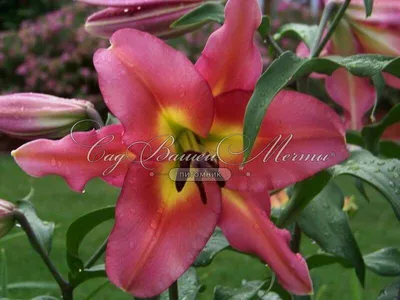 Pink Lily Carbonero Flower in a Garden Stock Photo - Image of harvest,  background: 107995292