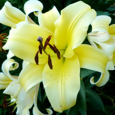 Close up of the flowering Lilium 'Robina' Stock Photo - Alamy