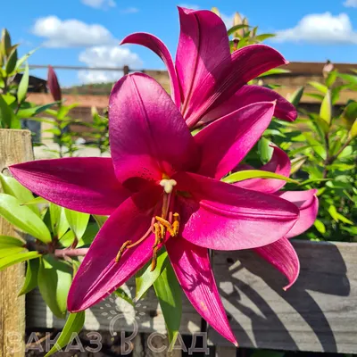 Pink Lilies outdoors in garden Stock Photo - Alamy