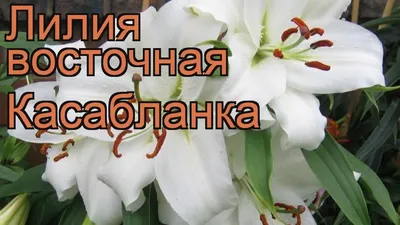 Лилия восточная Касабланка купить по цене 139₽ за 1 шт. в Москве в  интернет-магазине «Посадика»