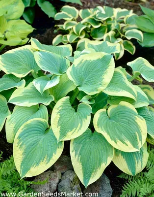 Хоста «Роберт Фрост»; лилия подорожника, гибоши - – Garden Seeds Market |  Бесплатная доставка